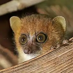 Description de l'image Nosy Be mouse lemur (Microcebus mamiratra) head.jpg.