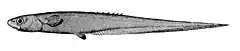 Description de l'image Notacanthus sexspinis.jpg.