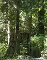 Encoches visibles sur des souches d'arbre qui sont des traces de l'activité forestière des années 1860.