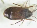 Noteolethaeus armstrongi, Australie, spécimen du NHMUK, espèce coléoptéroïde.