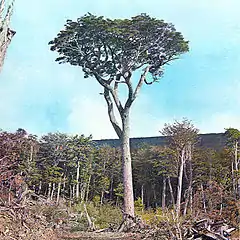 Le Nothofagus betuloides ou hêtre de Magellan pousse jusqu'à 500 mètres d'altitude. Il peut atteindre jusqu'à 25 mètres.