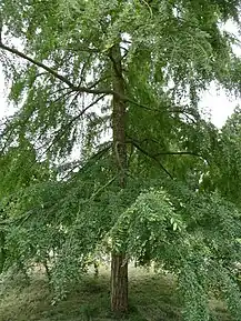 Roble pellín (Nothofagus obliqua)