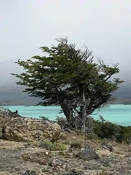 Nothofagus pumilio ou roble de Tierra del Fuego ou lenga.