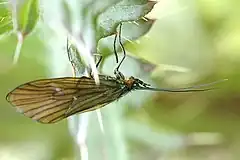 Notidobia ciliaris (Sericostomatidae)