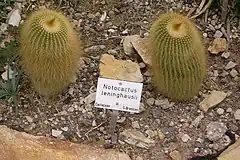 Description de l'image Notocactus leninghausii 800px jn.jpg.