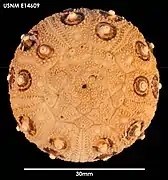 Test de Notocidaris gaussensis