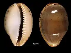 Notocypraea declivis