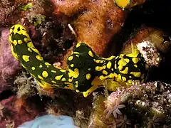 Description de l'image Notodoris gardineri nudibranch Nick Hobgood.jpg.