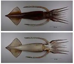 Description de l'image Nototodarus sloanii.jpg.