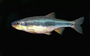 Notropis lutipinnis