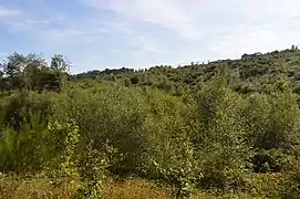 Nouveau plan d'arbre planté dans la forêt communale - Lann Bourgeol.