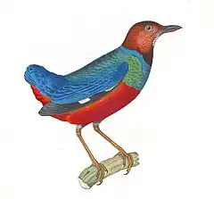 Description de l'image Nouveau recueil de planches coloriées d'oiseaux (10330304466), fond blanc.jpg.