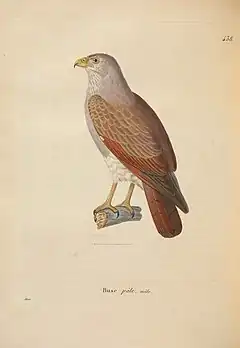 Description de l'image Nouveau recueil de planches coloriées d'oiseaux (6285709889).jpg.