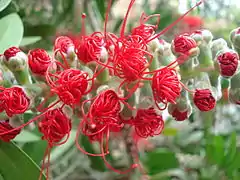 Fleurs lors de l'ouverture des boutons.