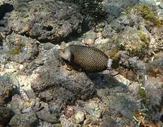 Un labre-rasoir masqué (Novaculichthys taeniourus)