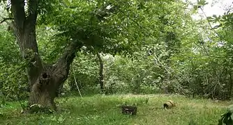 Noyer et figuiers dans un jardin à Imassine.