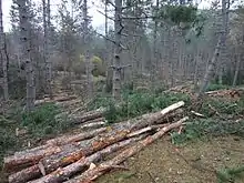 Grumes de résineux entassées par tas de quelques uns, dans une coupe où des arbres ont été conservés.