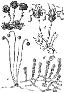 Plache avec 4 moisissures, dont Aspergillus glaucus formant comme des boules de petites billes sur de courtes tiges.