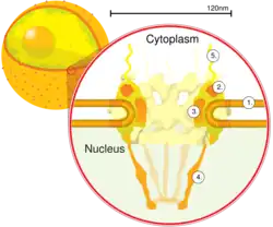 Schéma du pore nucléaire