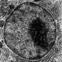 Nucléole au sein du noyau