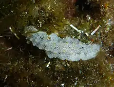 Discodoris sp. 5?