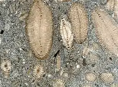 Nummulites en section dans un calcaire à nummulites (Oligocène ?)