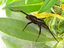 Description de l'image Nursery Web Spider.jpg.