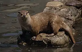 Loutre d'Europe.