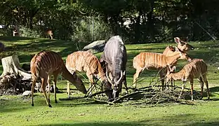 Antilopes nyalas.