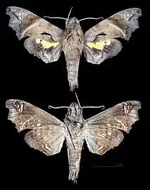 Nyceryx ericea