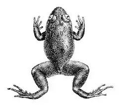 Description de l'image Nyctibatrachus deccanensis.jpg.