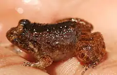 Description de l'image Nyctibatrachus kempholeyensis frog.JPG.