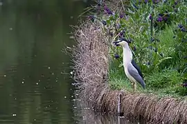 Bihoreau gris au bord du plan d'eau du jardin.