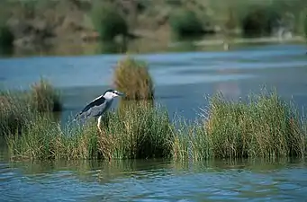 Bihoreau gris dans un marais.