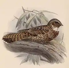 Description de l'image Nyctiphrynus yucatanicus 1902.jpg.