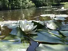 Nymphaea alba (Nymphéa blanc)