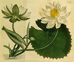 Description de l'image Nymphaea lotus 1.jpg.