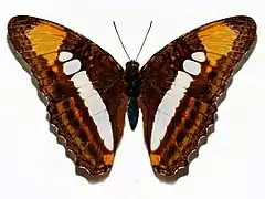 Description de l'image Nymphalidae - Adelpha erotia.JPG.