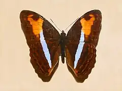 Description de l'image Nymphalidae - Adelpha plesaure.JPG.