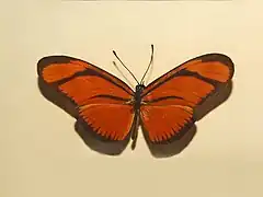 Description de l'image Nymphalidae - Eueides aliphera.JPG.
