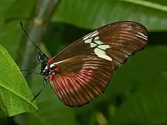 Description de l'image Nymphalidae - Heliconius hortense.JPG.