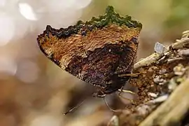 sous-espèce formosana – face inférieure