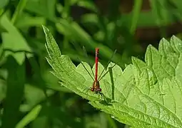 Nymphe au corps de feu mâle