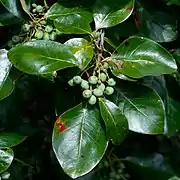 Feuillage et fruits encore verts.