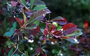 Nyssa sylvatica, fruits matures, prêts à tomber.