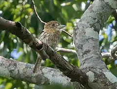 Description de l'image Nystalus striolatus - Striolated Puffbird; Nova Lacerda, Mato Grosso, Brazil.jpg.