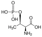 Image illustrative de l’article O-Phosphothréonine