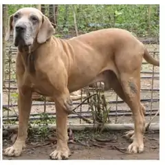 Original fila brasileiro