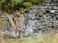 Un vieux lierre sur les murs du château