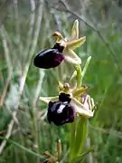 Ophrys araignée